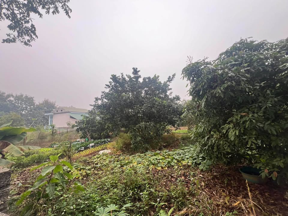 Đất thổ cư Thôn Đồng Lem, Lưỡng Vượng 115m² giá 1 tỷ - Cơ hội đầu tư tuyệt vời!