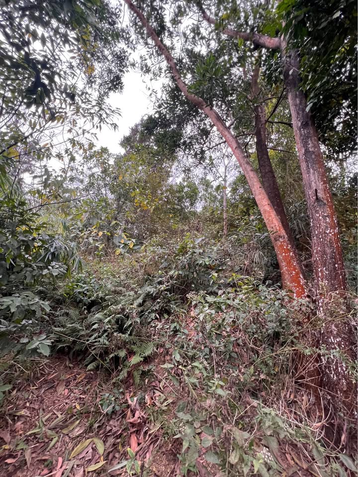 Đất nông nghiệp 10ha tại Văn Hán, Đồng Hỷ - Giá chỉ 3,9 tỷ!