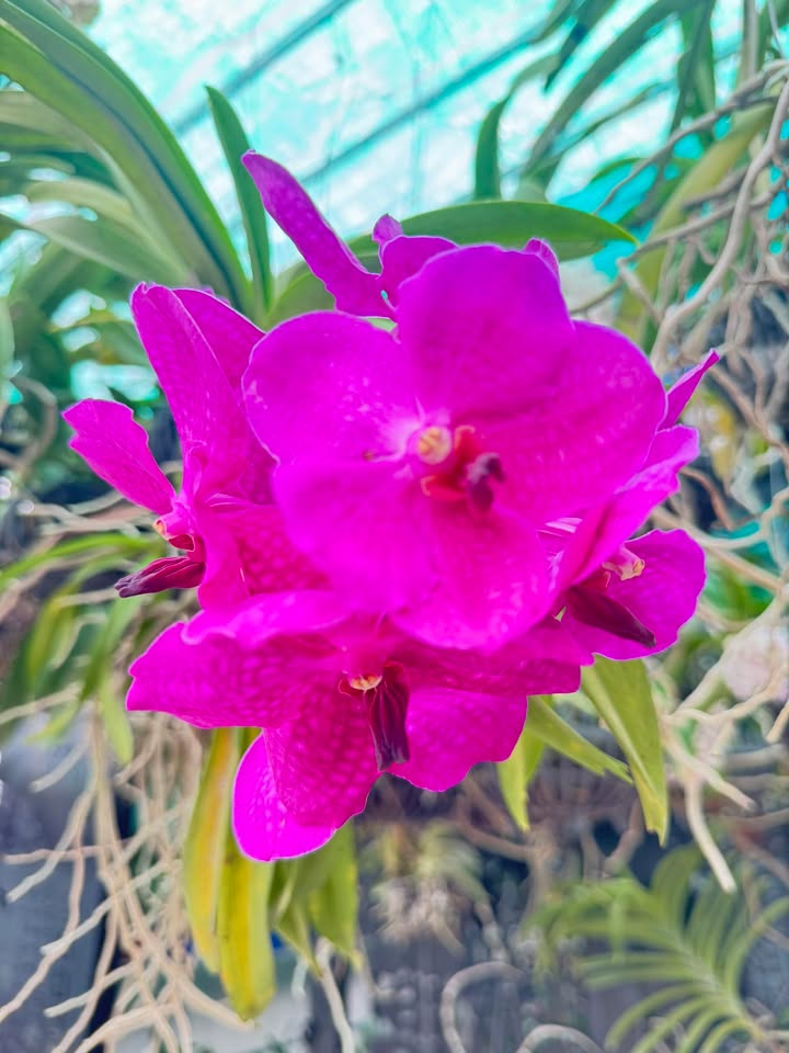 Đất nền Hẻm Võ Ngọc, Quận 6 - 120m² giá 900 triệu - Cơ hội đầu tư hiếm có!