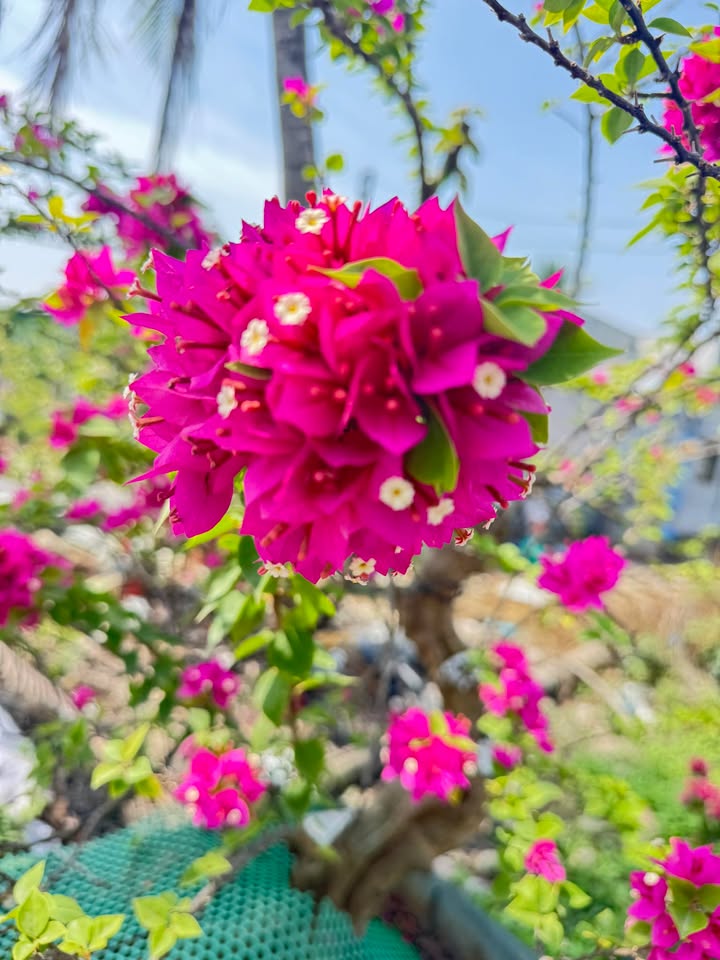 Đất lúa 2 mặt tiền đường, ấp Bà Phổ, Thủ Thừa, Long An 4922m² giá 1.1 tỷ - Cơ hội đầu tư tuyệt vời!