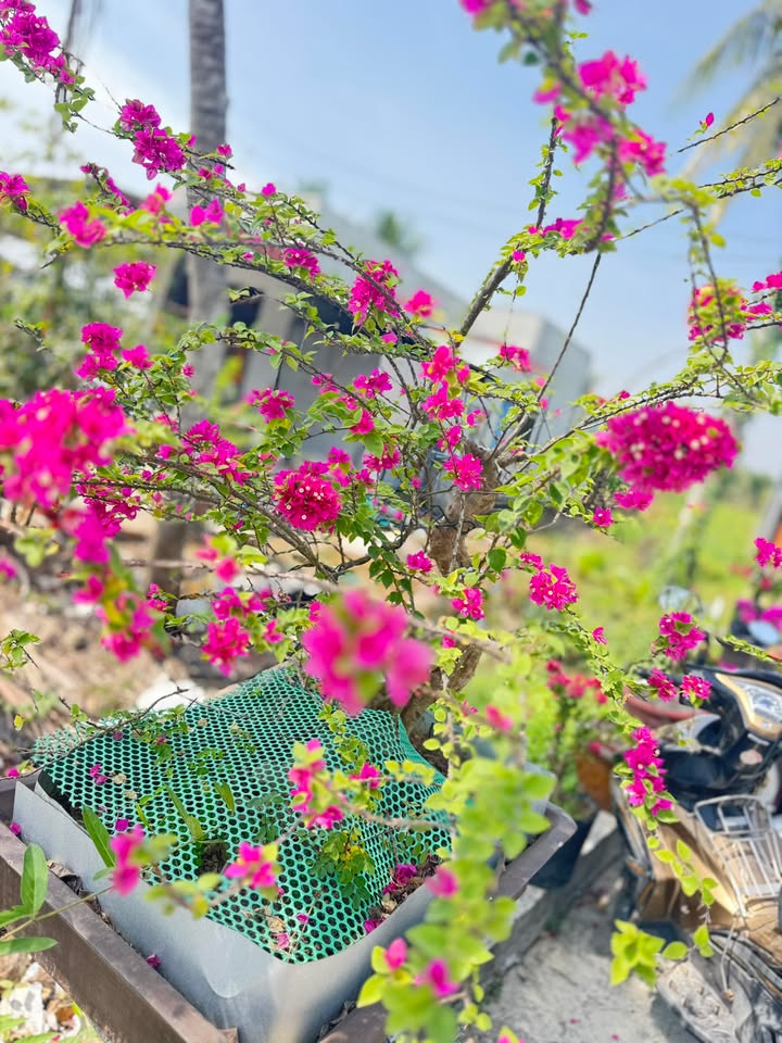 Đất mặt tiền Nguyễn Quang Đại, Tân An, 345m² giá 4 tỷ - Cơ hội đầu tư hiếm có!