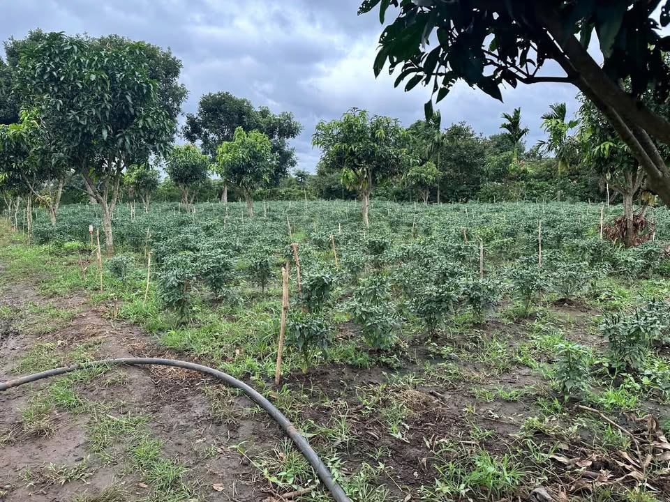 Đất nền tại TDP3 Xã Cư Knia 600m² giá 1.08 tỷ - Đầu tư sinh lời ngay!