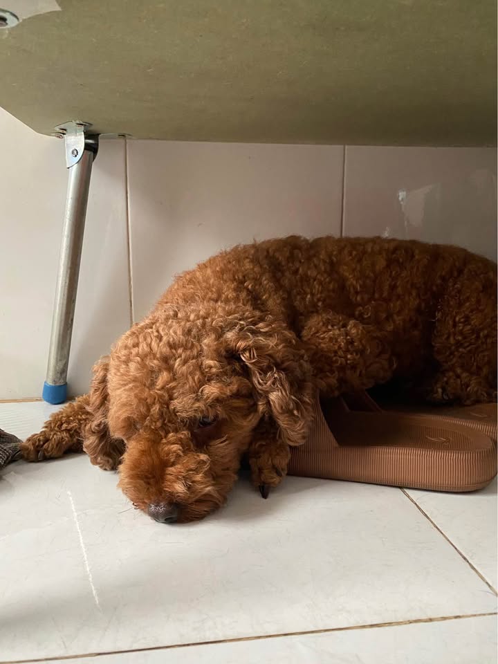 Đất vườn 1740m² mặt tiền nhựa 6m tại Thuận Giao, Bình Dương giá 1.15 tỷ - Cơ hội đầu tư hấp dẫn!