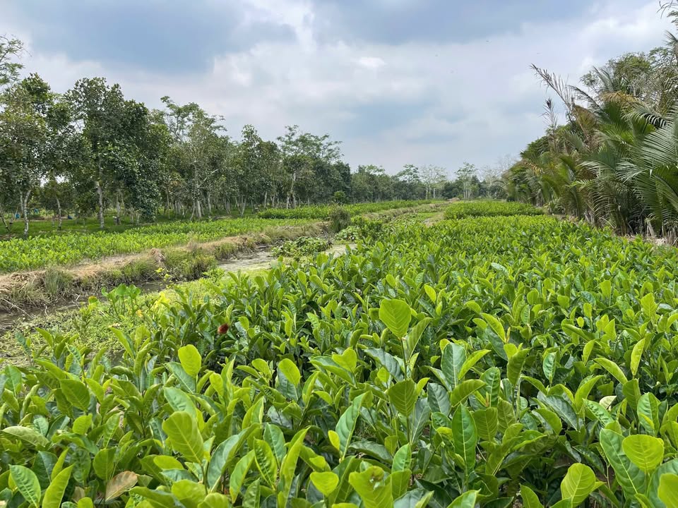 Đất nền xã Phú Hữu, Huyện Châu Thành, 4.548m² giá 1.637 tỷ - Sổ hồng riêng, đầu tư sinh lời!