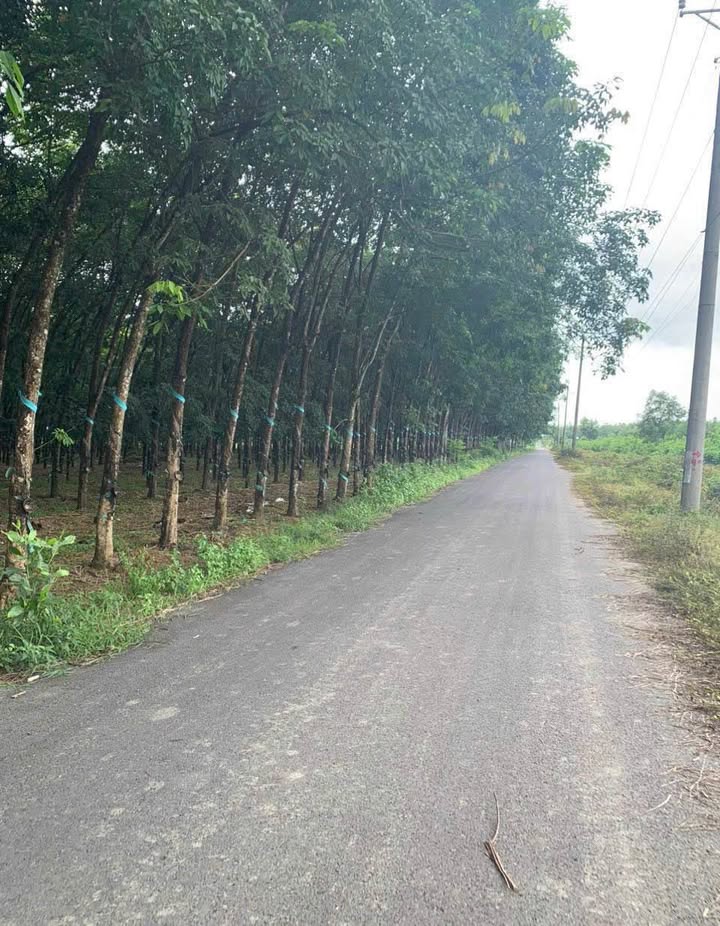 Đất trang trại 5.9 hecta tại Đồng Nai giá 23.6 tỷ - Cơ hội đầu tư sinh lời!