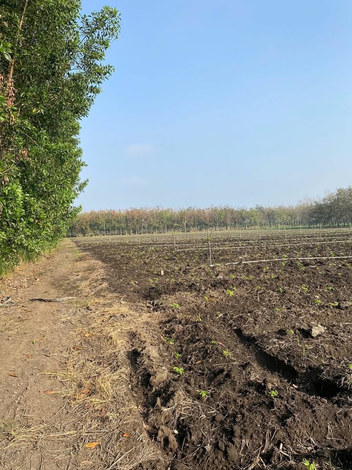 Đất nền Thạnh Bắc Tân Biên 20.000m² giá thỏa thuận - Cơ hội đầu tư hấp dẫn!