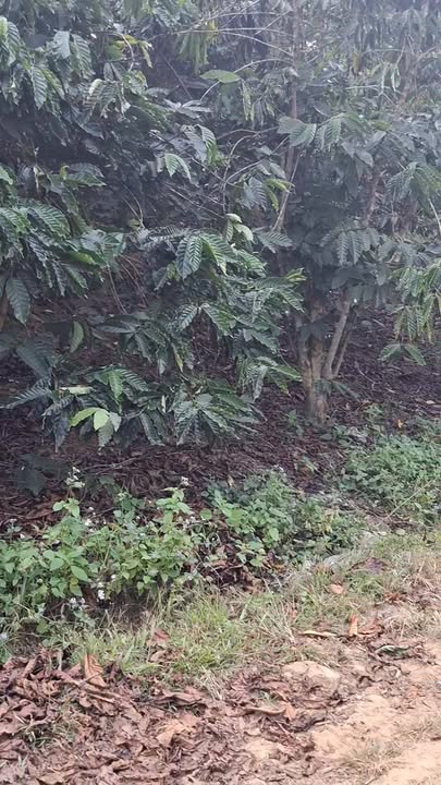 Farm Lâm Bô, Phúc Thọ 2,4ha giá 3,8 tỷ - Tiềm năng đầu tư lớn!