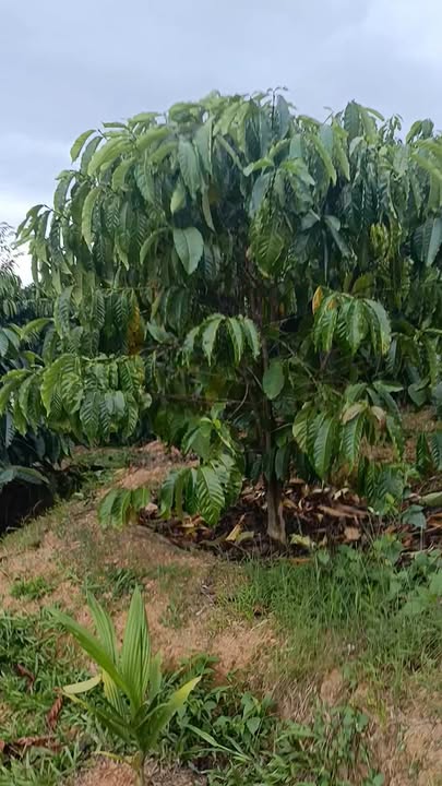 Đất rẫy Nam Trung Nam Đà 1,1ha giá 2,3 tỷ - Cơ hội đầu tư hấp dẫn!