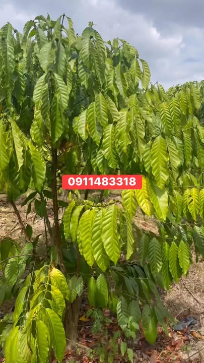 Đất rẫy cafe và tiêu tại Xã Trúc Sơn, Huyện Cư Jút, Đắk Nông 1ha - Cơ hội đầu tư hấp dẫn!