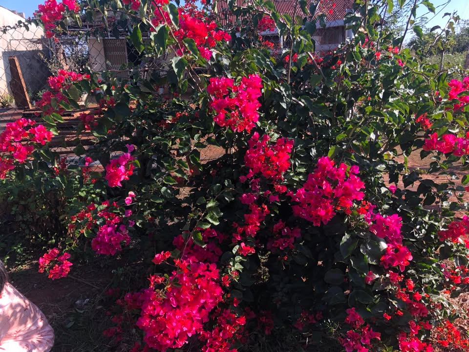 Đất nền Huyện Đắk Song 500m² giá 800 triệu - Cơ hội đầu tư hấp dẫn!