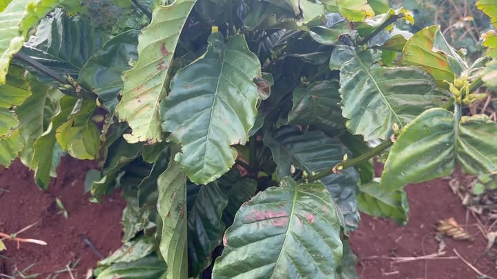 Đất nền xã Ia Le, huyện Chư Pưh, Gia Lai 3.600m² giá 540 triệu - Cơ hội đầu tư lý tưởng!