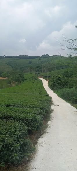 Đất Farm Ngọc Đồng, Yên Lập 5500m² giá 1,5 tỷ - Kinh doanh nghỉ dưỡng lý tưởng!