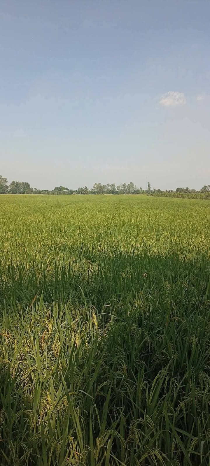 Đất nông nghiệp 21.000m² tại Láng Biển, Tháp Mười - Giá chỉ 280 triệu