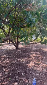 Đất nền 15000m² tại xã Ia Dom, huyện Đức Cơ, Gia Lai - Giá chỉ 350 triệu!