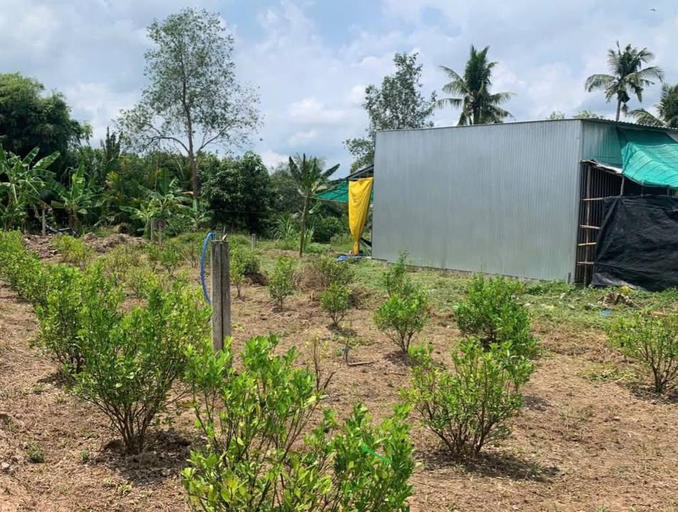 Đất nền Phước Thới, Ô Môn, Cần Thơ 277m² giá chỉ 850 triệu - Đầu tư sinh lời ngay!