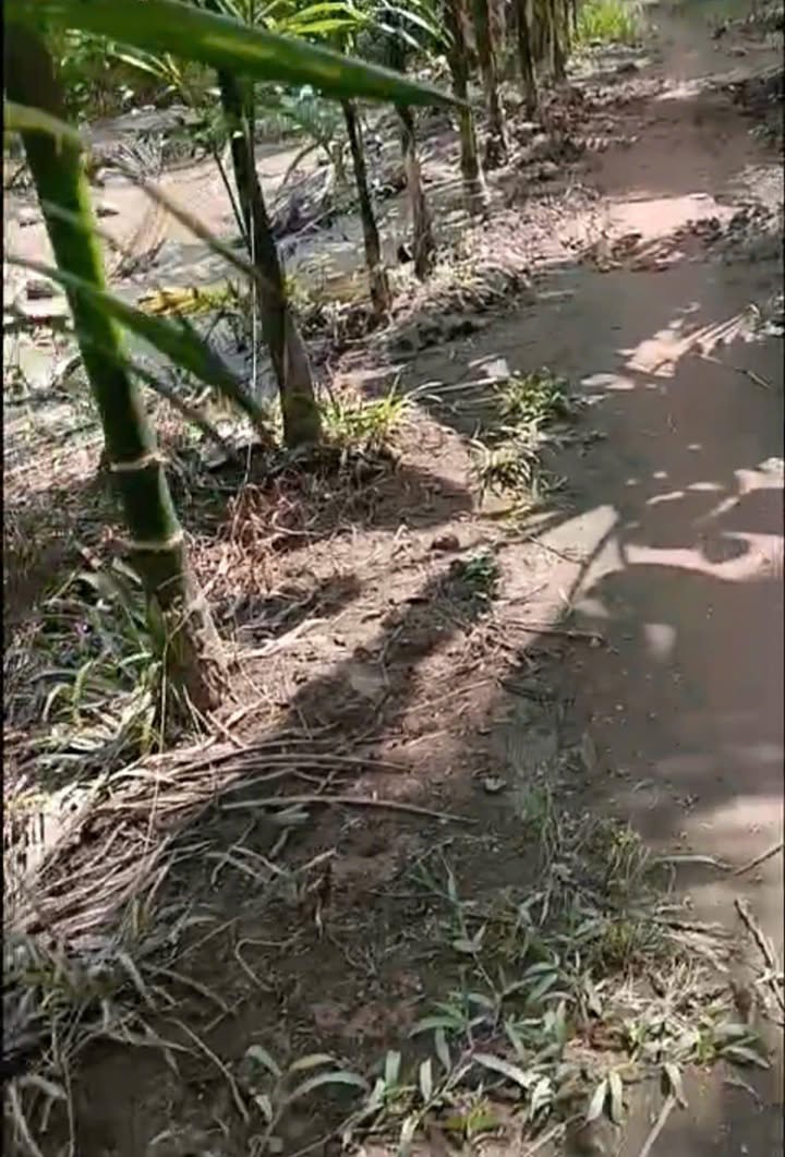 Đất vườn dừa tại Ấp Mỹ An, Giồng Trôm, Bến Tre 4.357m² giá 3.5 tỷ - Cơ hội đầu tư tuyệt vời!