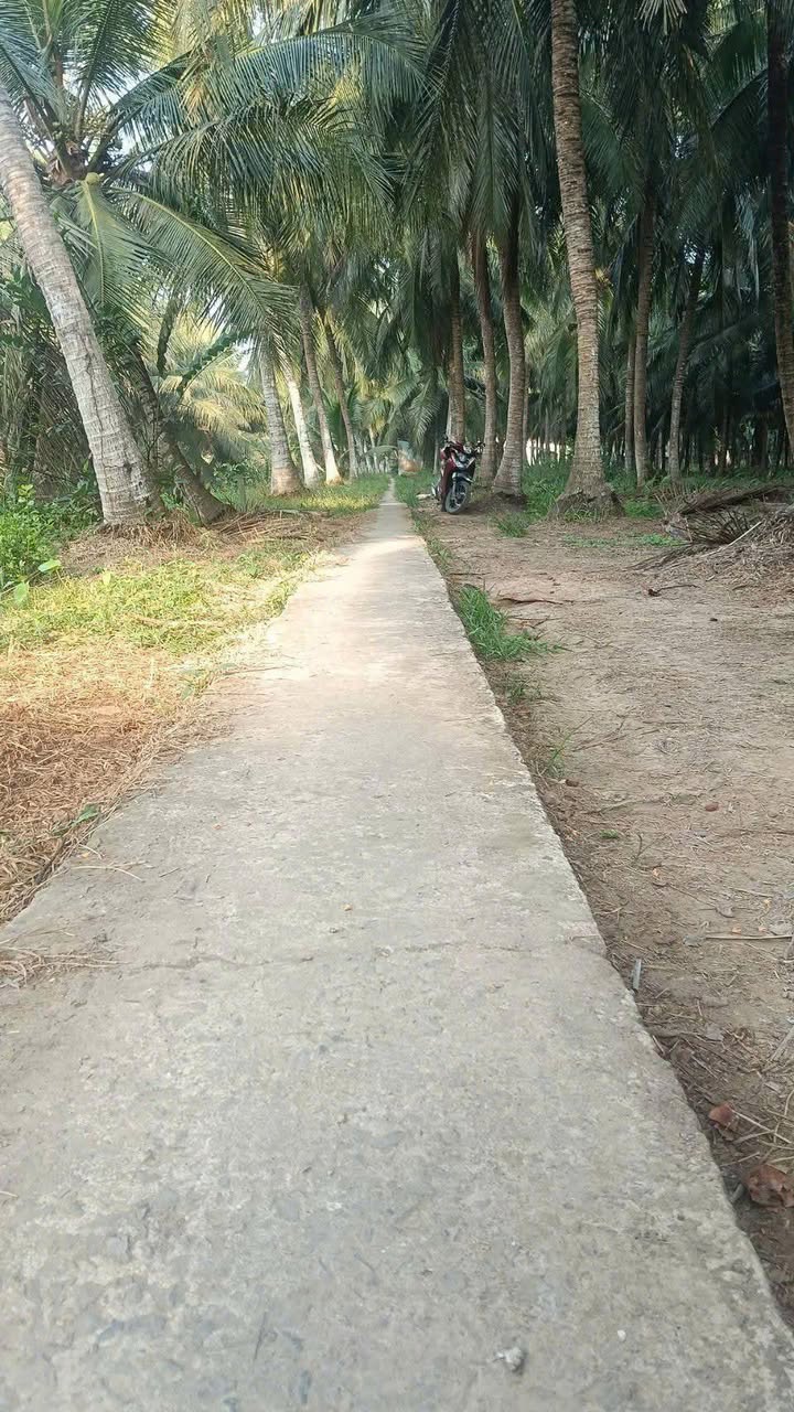 Đất nông nghiệp Hưng Nhượng, Giồng Trôm 3.2ha chỉ 1.11 tỷ - Cơ hội đầu tư tuyệt vời!