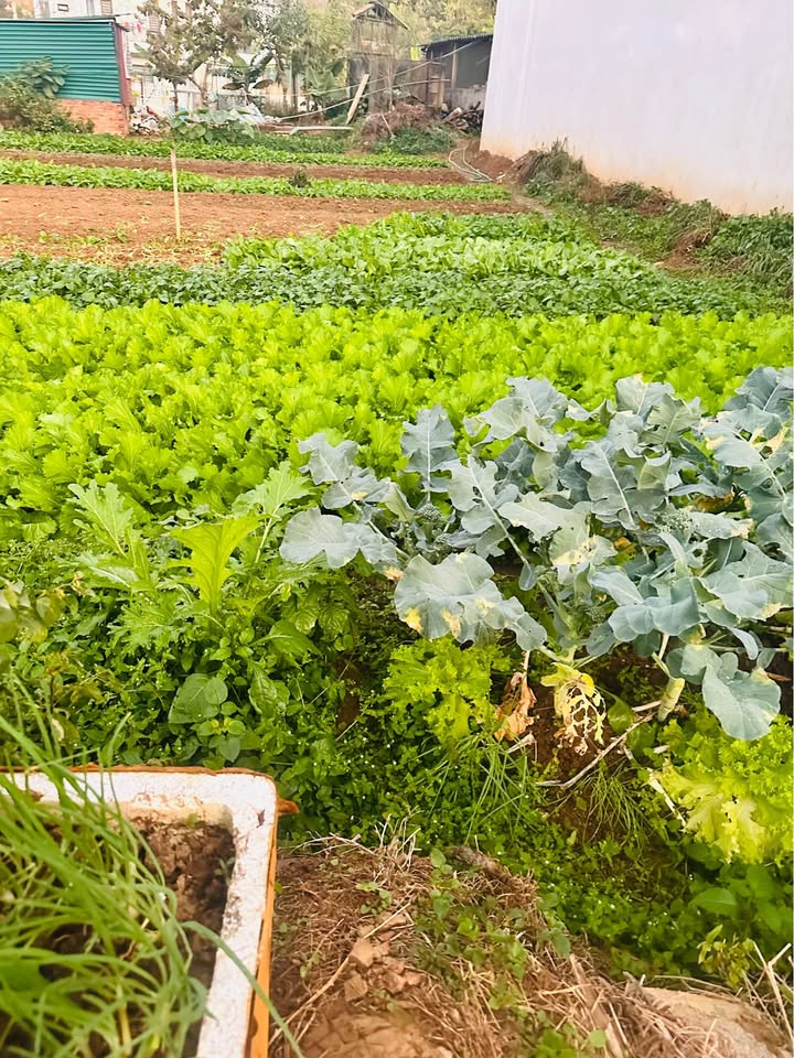 Đất mặt kè suối Huyện Sông Mã 125m² giá 2.3 tỷ - Pháp lý rõ ràng