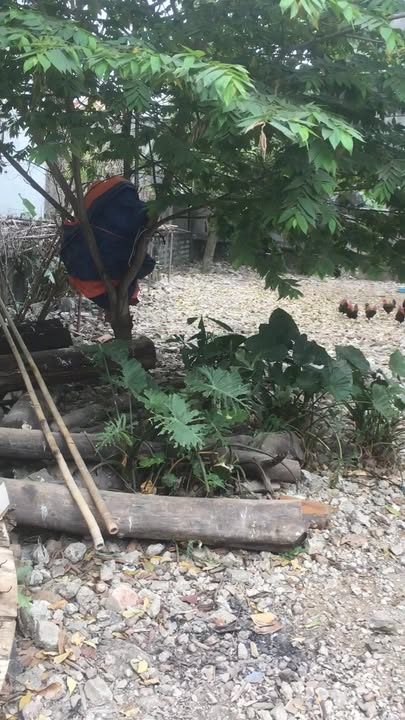 Đất thổ cư 387m² tại Thái Nguyên - Giá chỉ 15.2 tỷ - Tiềm năng đầu tư lớn!