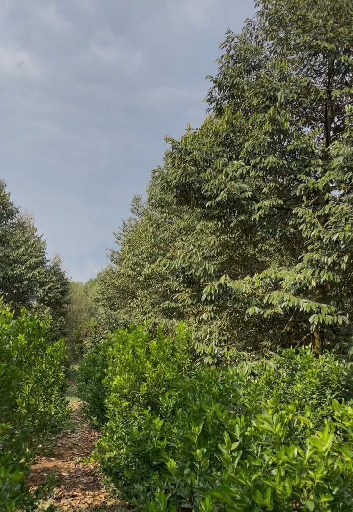 Nhà vườn tại phường Tân Thành, 4300m² giá 7.5 tỷ - Cơ hội đầu tư hấp dẫn!