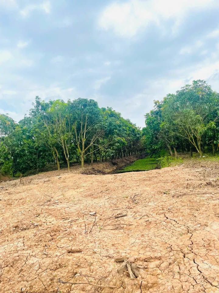 Bán vườn xoài 2973m² đường Bùi Hữu Nghĩa, xã Hoà An - Đầu tư sinh lời cao!