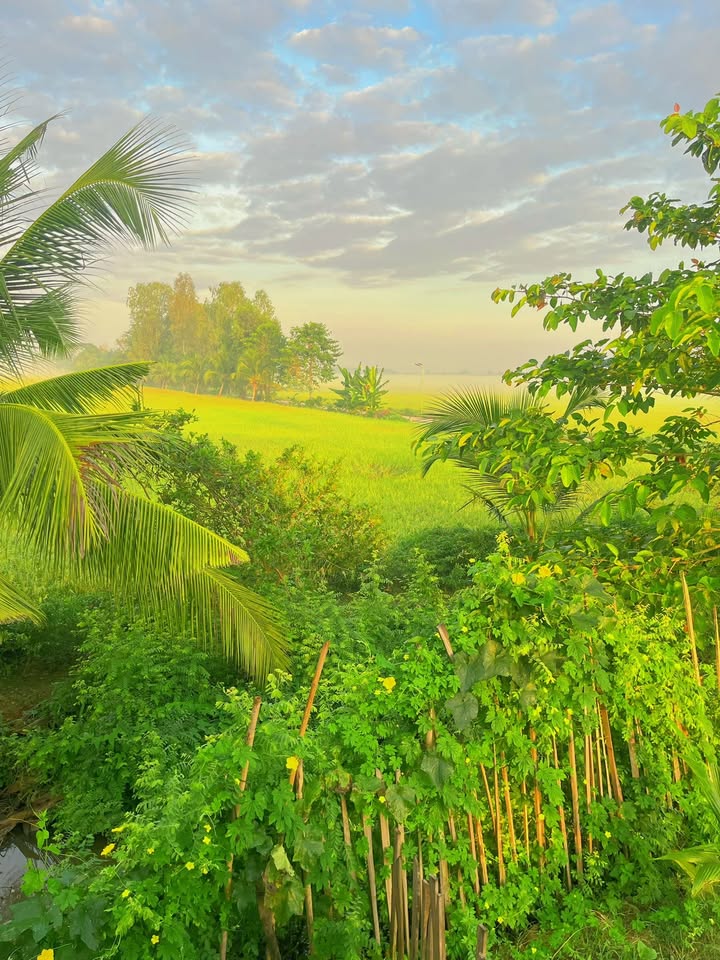 Đất nền nghỉ dưỡng Ấp 10, Xã Phong Mỹ 1400m² giá chỉ 720 triệu - Trải nghiệm cuộc sống yên bình!