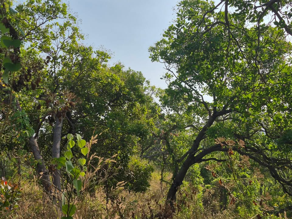 Farm 2ha7 điều tại Xã Phú Sơn, Huyện Bù Đăng - Giá chỉ 23 triệu