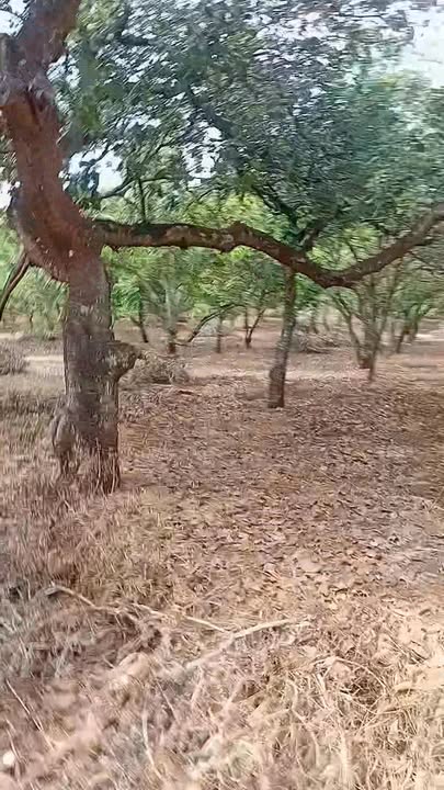 Đất nền xã Bom Bo, Huyện Bù Đăng 21.000m² - Đường bê tông ôm 2 mặt đường!