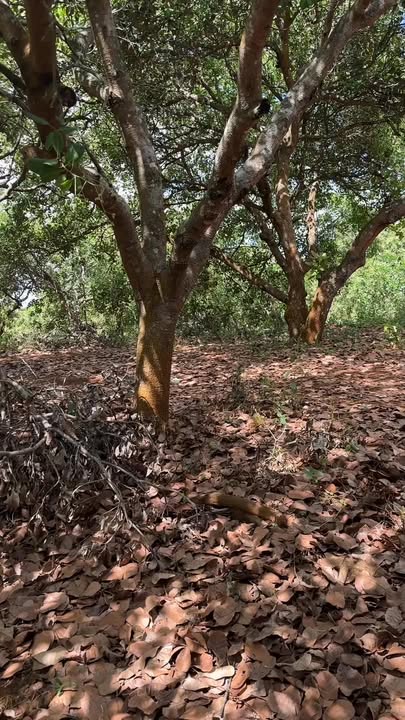 Đất nông nghiệp 1,3ha tại Xã Thống Nhất, Huyện Bù Đăng giá chỉ 1,5 tỷ - Sổ đỏ chính chủ!