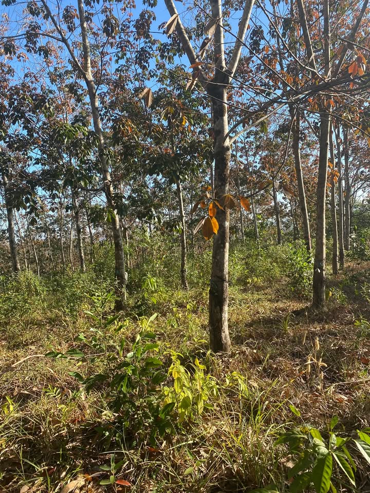 Đất Farm 14000m² tại xã Thọ Sơn, huyện Bù Đăng, giá 1 tỷ - Cơ hội đầu tư tuyệt vời!