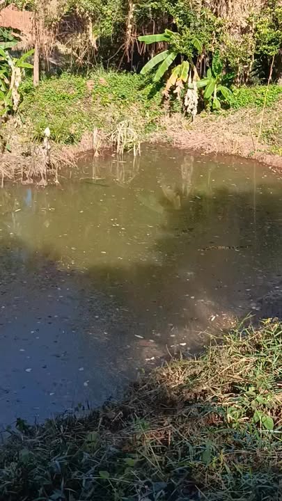 Đất nông nghiệp 40.000m² tại Xã Bom Bo, Huyện Bù Đăng - Giá tốt đầu tư!