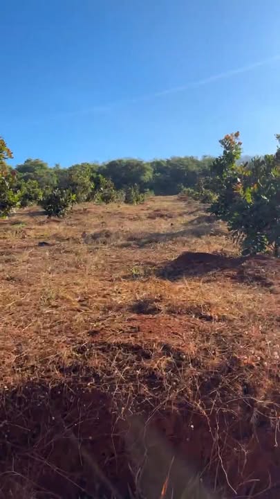 Đất nền 4,1ha tại xã Bom Bo, huyện Bù Đăng, giá 41 tỷ - Pháp lý rõ ràng!