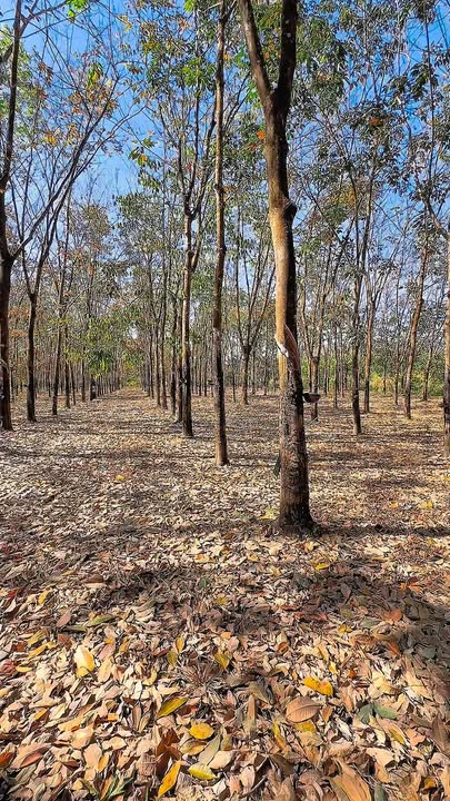 Đất Farm 24.000m² tại Củ Chi - Giá chỉ 3 tỷ - Tiềm năng phát triển lớn!