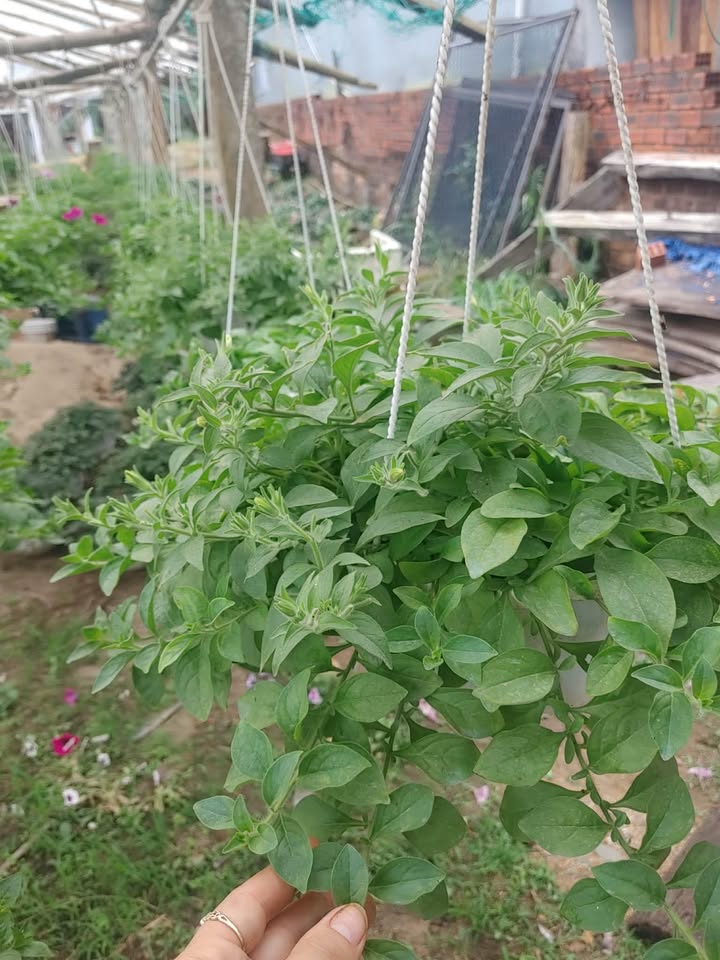 Đất nền Bình Hòa Củ 352m² giá 200-299 triệu - Vị trí đẹp và tiềm năng