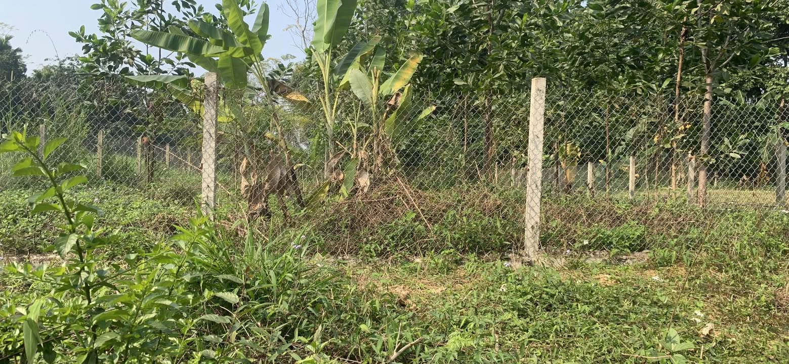 Đất nền tại Tổ 16, Phường An Tường, 50m² giá 1.33 tỷ - Cơ hội hiếm có!