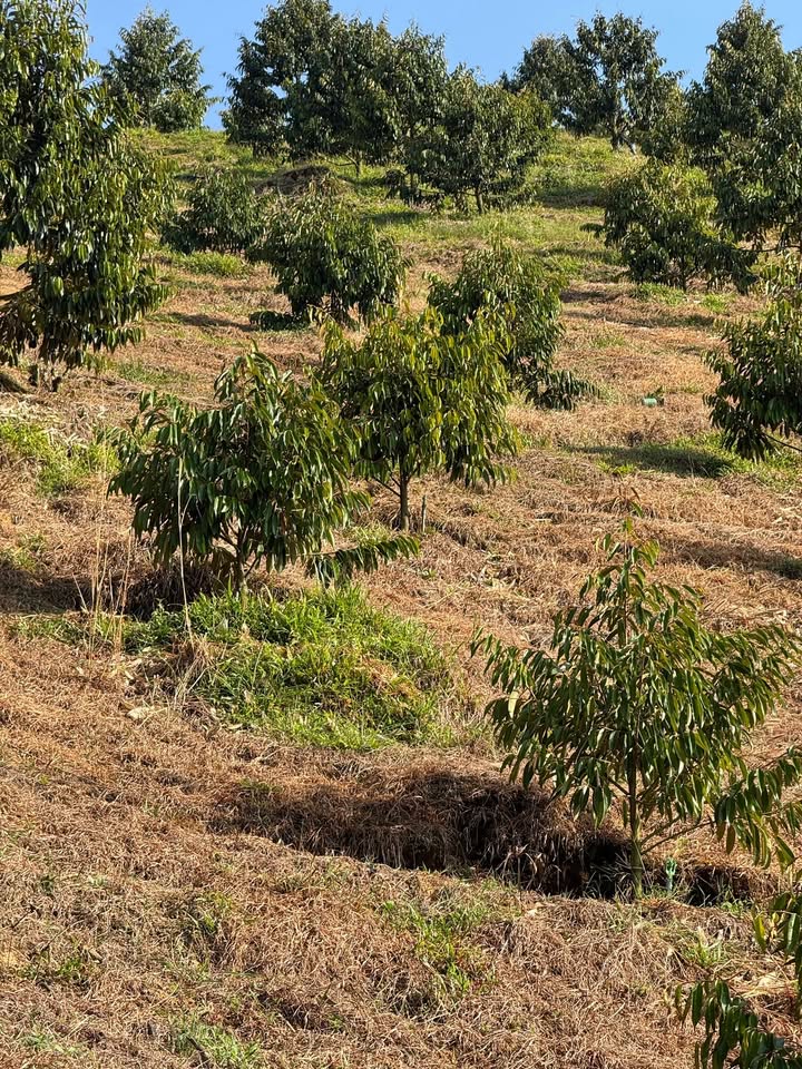 Đất vườn 1.2ha tại Xã Phước Lộc, Đạ Huoai chỉ 1.8 tỷ - Đầu tư sinh lời cao!