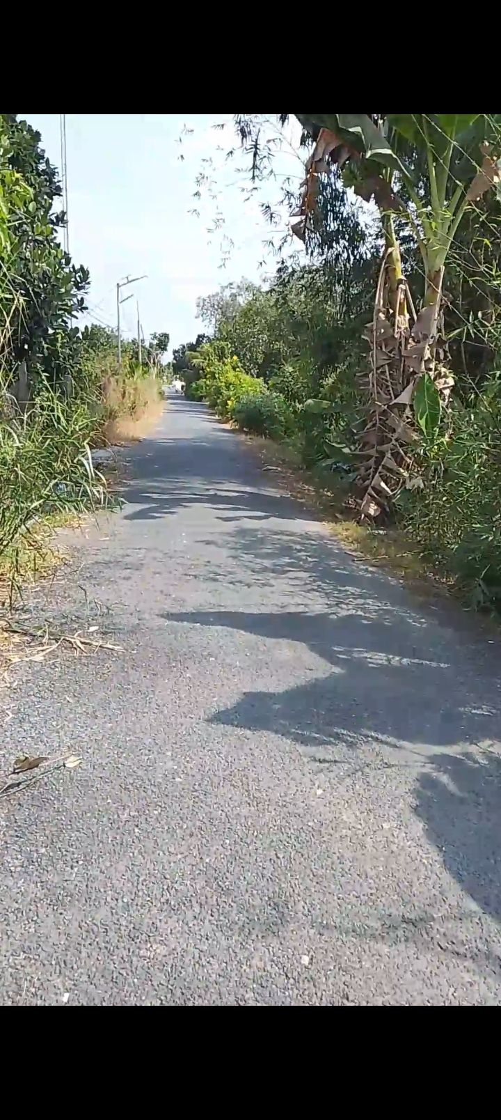 Đất Farm 6,5 công sầu riêng Monthon tại Mỹ Tân, Tiền Giang - Giá chỉ 4.55 tỷ!