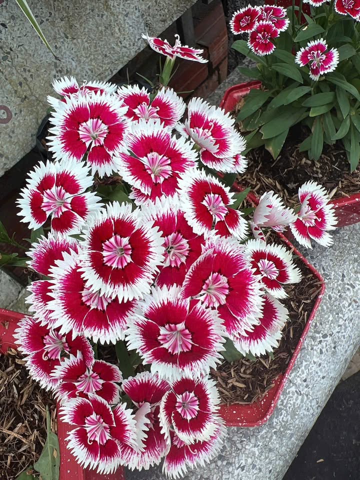 Đất nền bán tại phường Long Hoa, Tây Ninh - 140m² chỉ 18.9 tỷ - Sổ hồng chính chủ!