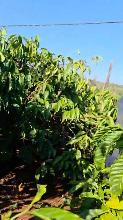 Farm 3 sào tại Xã Ia Pal, Huyện Chư Sê, Gia Lai giá 900 triệu - Đầu tư sinh lời ngay!