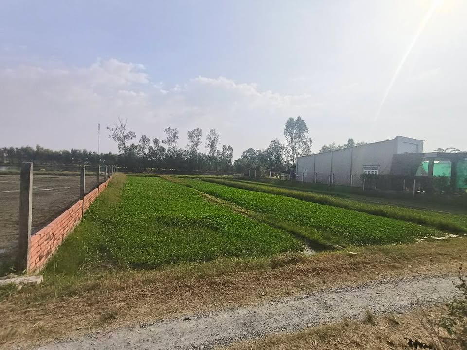 Đất lúa Hiệp Hòa, Đức Hòa, Long An 1000m² giá chỉ 1.9 tỷ - Đường thông xe hơi!