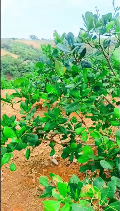 Đất nông nghiệp xã Đồng Nai, huyện Bù Đăng 10.000m² giá 400 triệu - Đầu tư sinh lời ngay!