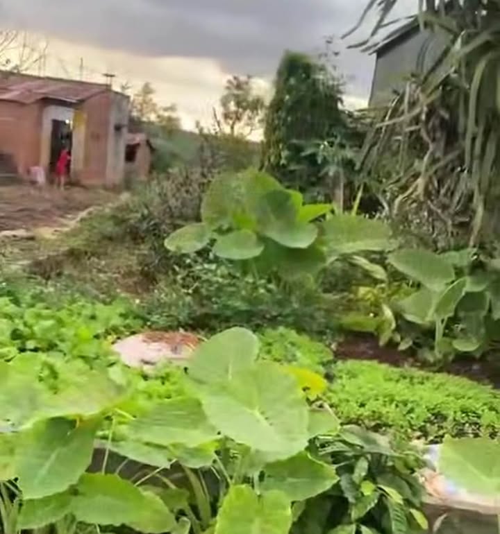 Đất thổ cư 250m² Đinh Lạc cũ, Bảo Thuận chỉ 1.05 tỷ - Cơ hội đầu tư hấp dẫn!