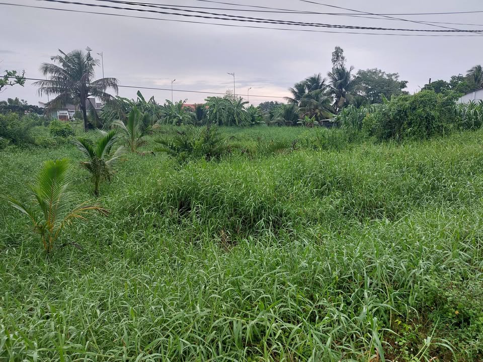 Đất vườn mặt tiền Phạm Văn Điền, An Vĩnh Ngãi, 459m² - Đầu tư lâu dài!