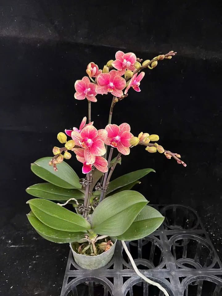 Nhà 3,5 tầng tại Tân Thịnh - TP Hòa Bình, 80m² công năng, giá 3 tỷ - Sẵn sàng giao dịch!