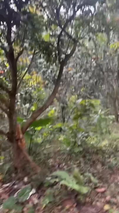 Đất rừng sản xuất 2ha tại Cao Răm, Lương Sơn - Tiềm năng phát triển lớn!