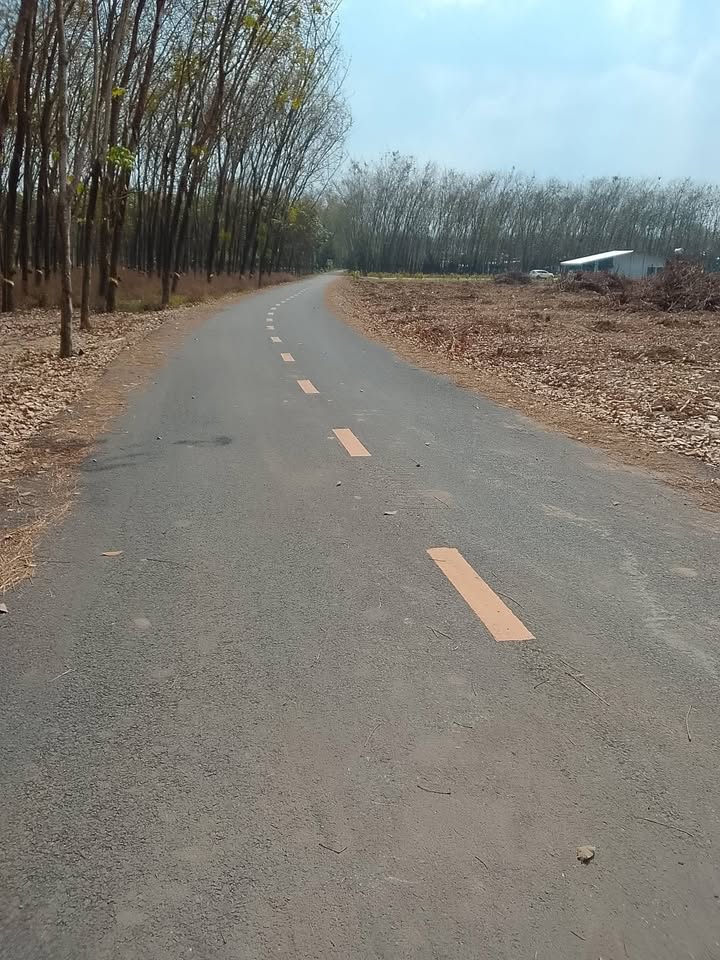 Đất nền Xã Vĩnh Hòa, Huyện Phú Giáo 10000m² - Cơ hội đầu tư hấp dẫn!