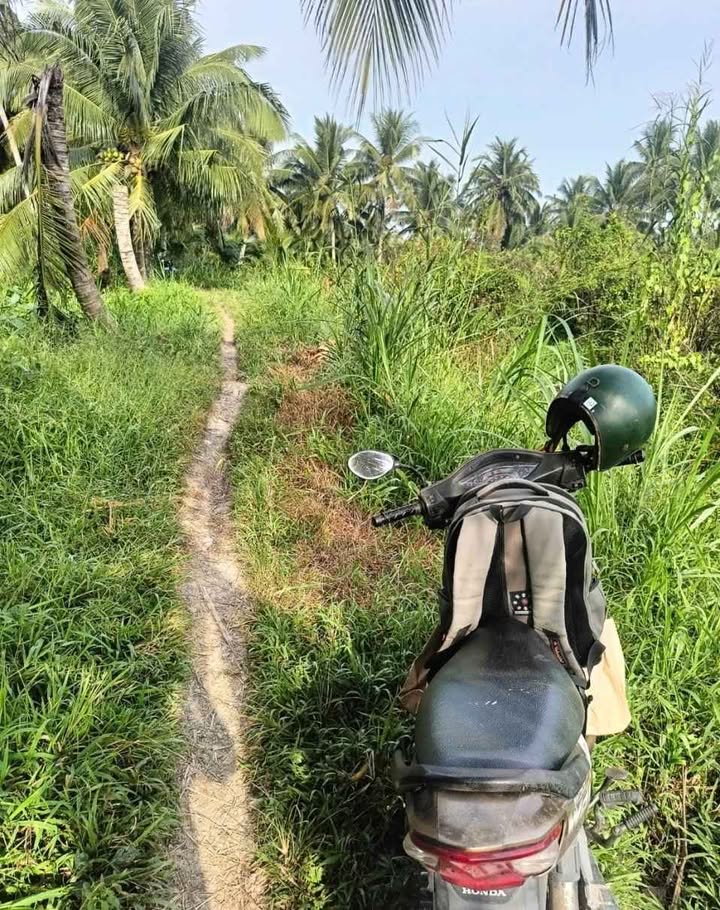 Đất Farm 1300m² Thới Hưng, Cần Thơ giá 300 triệu - Đầu tư sinh lời ngay!