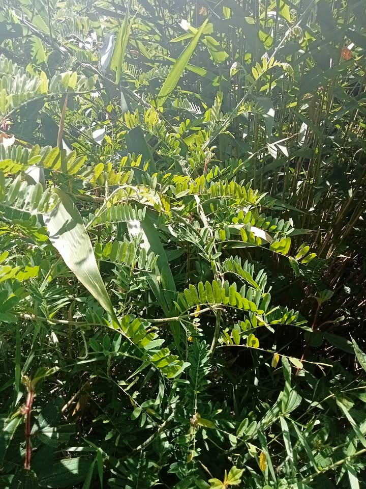 Đất trống 1ha tại Xã N'Thol Hạ, Huyện Đức Trọng giá 400 triệu - Cơ hội đầu tư tuyệt vời!