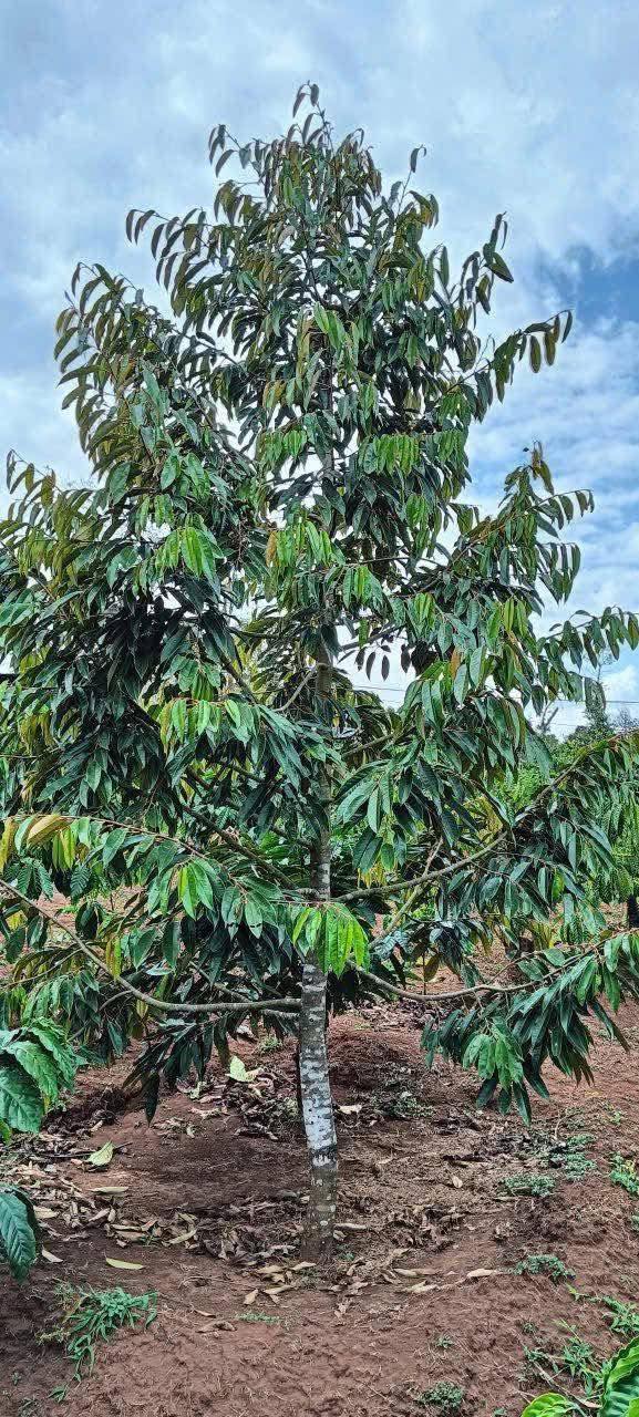 Đất nền xã Cư Pơng, huyện Krông Búk 1800m² giá 2.15 tỷ - Đầu tư sinh lời ngay!