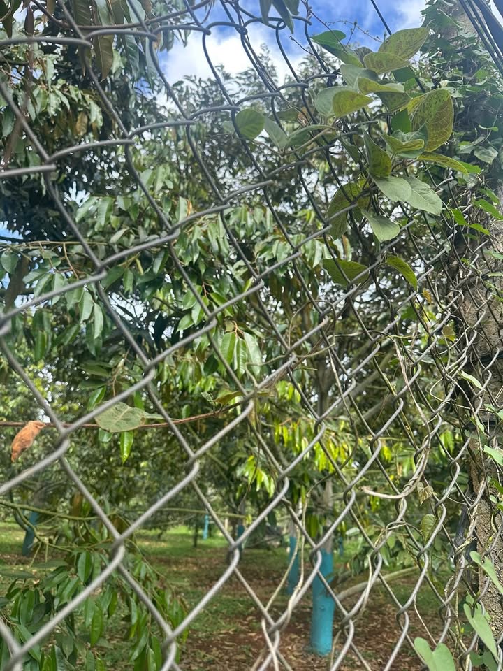 Đất nền Ngang 35m, dài 55m tại Huyện Krông Năng - Giá chỉ 9.24 tỷ - Cơ hội đầu tư hấp dẫn!